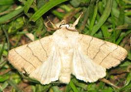 Attēlu rezultāti vaicājumam “Charanyca trigrammica”