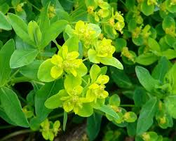 Attēlu rezultāti vaicājumam “Euphorbia palustris”
