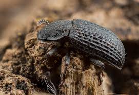 Attēlu rezultāti vaicājumam “Bolitophagus reticulatus”