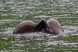 Image result for Hyperoodon ampullatus