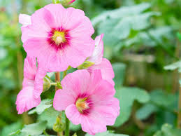 Image result for Stockrose