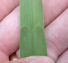 Attēlu rezultāti vaicājumam “Bromopsis inermis leaf”