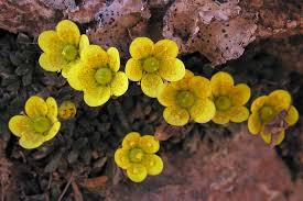 Attēlu rezultāti vaicājumam “Saxifraga hirculus flower”