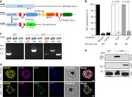 Attēlu rezultāti vaicājumam “Lignydium muscorum plasmodium”