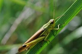Attēlu rezultāti vaicājumam “Stethophyma grossum”