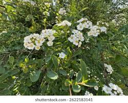Attēlu rezultāti vaicājumam “Spiraea chamaedryfolia flower”