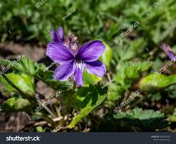 Attēlu rezultāti vaicājumam “Viola uliginosa flower”