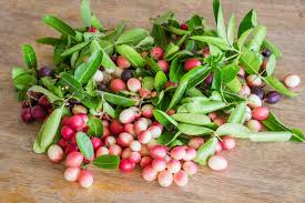 Attēlu rezultāti vaicājumam “Phalaroides arundinacea fruit”