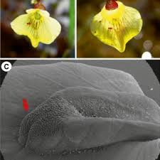 Attēlu rezultāti vaicājumam “Utricularia intermedia flower”
