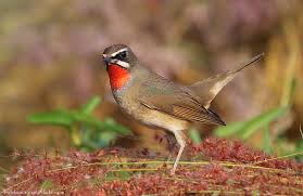 Image result for Luscinia calliope