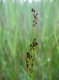 Attēlu rezultāti vaicājumam “Juncus gerardii”
