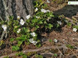 Attēlu rezultāti vaicājumam “Rubus chamaemorus flower”