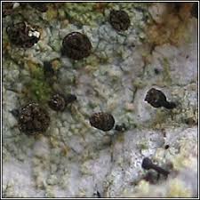 Attēlu rezultāti vaicājumam “Chaenotheca ferruginea”