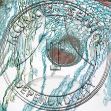 Attēlu rezultāti vaicājumam “Blasia pusilla sporophyte”