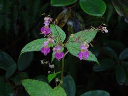 Attēlu rezultāti vaicājumam “Balsaminaceae”