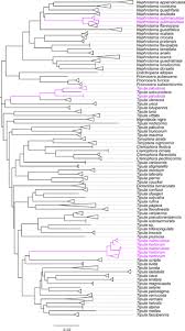 Attēlu rezultāti vaicājumam “Dictenidia bimaculata male”