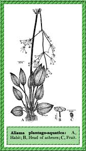 Attēlu rezultāti vaicājumam “Alisma plantago-aquatica fruit”