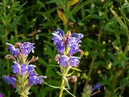 Attēlu rezultāti vaicājumam “Dracocephalum ruyschiana fruit”
