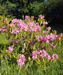 Attēlu rezultāti vaicājumam “Rhododendron catawbiense flower”