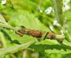 Attēlu rezultāti vaicājumam “Schizolachnus pineti”
