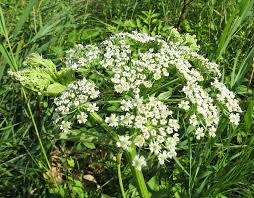 Attēlu rezultāti vaicājumam “Angelica palustris”