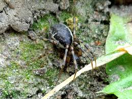 Attēlu rezultāti vaicājumam “Neriene montana”