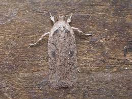 Attēlu rezultāti vaicājumam “Agonopterix ciliella imago”