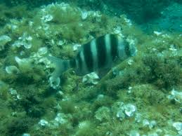 Image result for Diplodus cervinus