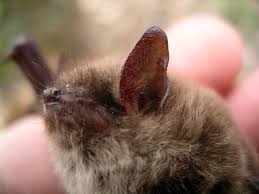 Attēlu rezultāti vaicājumam “Myotis brandtii”