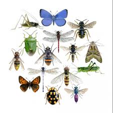 Attēlu rezultāti vaicājumam “Insecta”