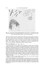Attēlu rezultāti vaicājumam “Licea pusilla sessile”