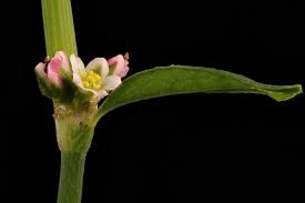 Attēlu rezultāti vaicājumam “Polygonum aviculare flower”