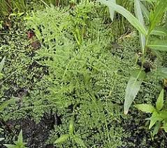 Attēlu rezultāti vaicājumam “Oenanthe aquatica flower”