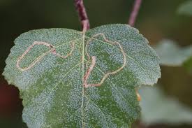 Attēlu rezultāti vaicājumam “Lyonetia clerkella”