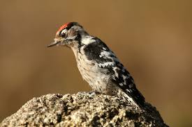 Attēlu rezultāti vaicājumam “Dendrocopos minor male”