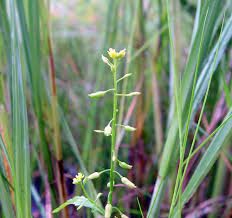 Attēlu rezultāti vaicājumam “Rorippa palustris fruit”