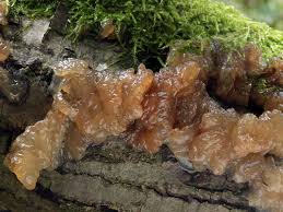 Attēlu rezultāti vaicājumam “Exidia cartilaginea”