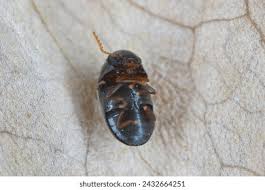 Attēlu rezultāti vaicājumam “Anobiidae”