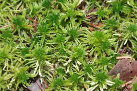 Attēlu rezultāti vaicājumam “Sphagnum fallax”