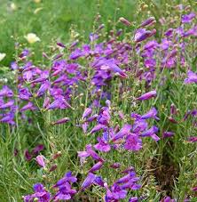 Attēlu rezultāti vaicājumam “Stemonitis marjana”