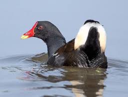 Attēlu rezultāti vaicājumam “Gallinula chloropus”