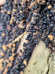 Attēlu rezultāti vaicājumam “Metatrichia floriformis stalked”