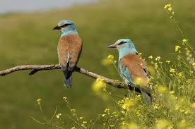 Attēlu rezultāti vaicājumam “Coracias garrulus”