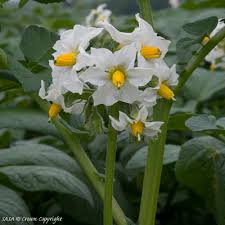 Attēlu rezultāti vaicājumam “Solanum tuberosum flower”