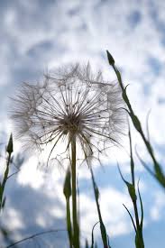 Attēlu rezultāti vaicājumam “Tragopogon heterospermus”