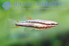 Image result for Aphyosemion