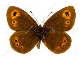 Attēlu rezultāti vaicājumam “Erebia ligea”