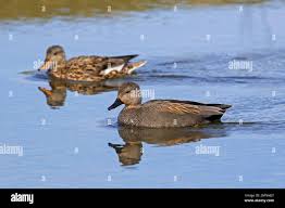 Attēlu rezultāti vaicājumam “Anas strepera female”