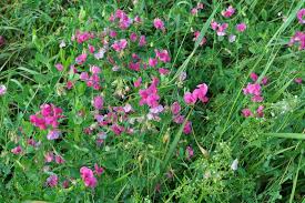Attēlu rezultāti vaicājumam “Lathyrus tuberosus”