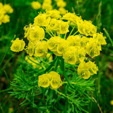 Attēlu rezultāti vaicājumam “Euphorbia cyparissias flower”